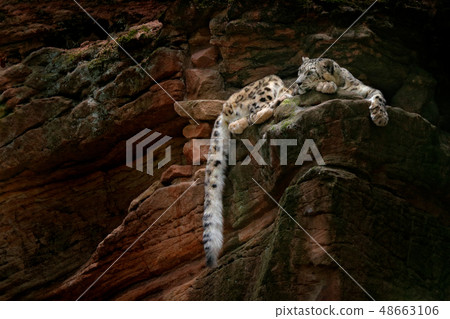 Snow leopard with long tail on the dark rock Snow leopard with long tail on the dark rock 48663106