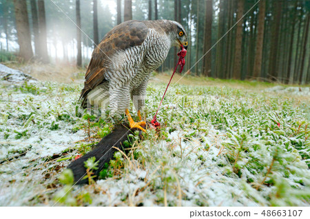 Goshawk with killed black squirrel in the forest 48663107