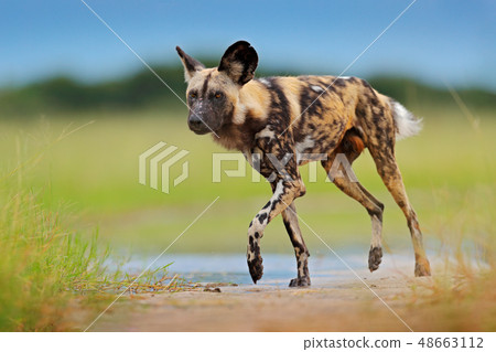 African wild dog walking in the water on the road African wild dog walking in the water on the road 48663112