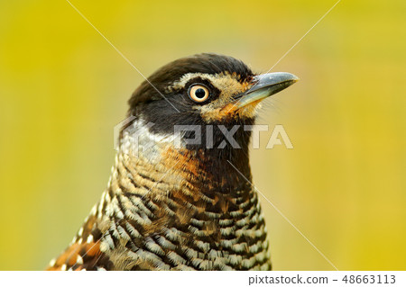 Spotted Laughingthrush, Garrulax ocellatus Spotted Laughingthrush, Garrulax ocellatus 48663113