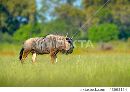 Blue wildebeest on the meadow in the nature 48663114