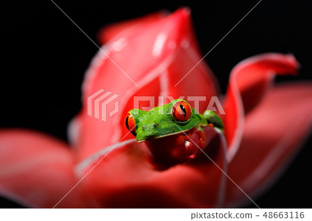 Red-eyed Tree Frog, Agalychnis callidryas Red-eyed Tree Frog, Agalychnis callidryas 48663116