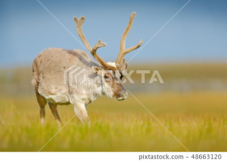 Reindeer with massive antlers, animal from Norway Reindeer with massive antlers, animal from Norway 48663120