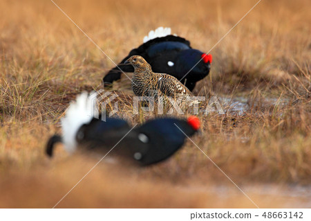 Black grouse on the bog meadow. 48663142
