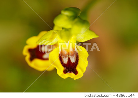 Ophrys lutea, Yellow Ophrys, Gargano in Italy 48663144