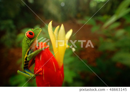 Red-eyed Tree Frog in nature habitat 48663145