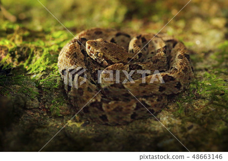 Common Lancehead, Bothrops atrox 48663146