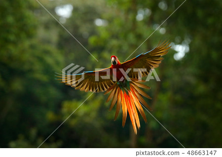 Red hybrid parrot in forest. Flying Macaw parrot 48663147