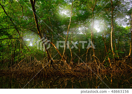 Mangrove in Caroni Swamp and the Bird Sanctuary 48663156