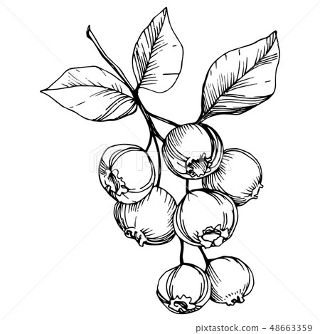 Vector Blueberry black and white engraved ink art. Berries and leaves. Isolated blueberry 48663359