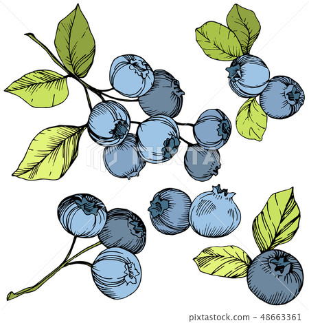 Vector Blueberry green and blue engraved ink art. Berries and green leaves. Isolated blueberry 48663361