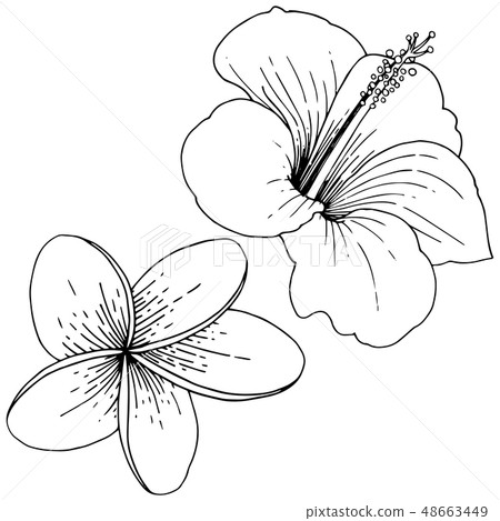 Vector Hibiscus floral tropical flowers. Black and white engraved ink art. Isolated hibiscus 48663449