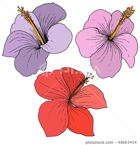 Vector Hibiscus floral tropical flowers. Engraved ink art. Isolated hibiscus illustration element on 48663454
