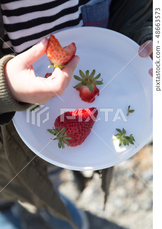 Strawberry picking 48663573