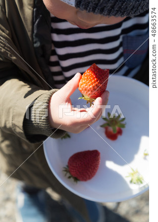 草莓採摘 48663574