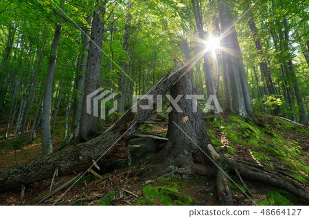 Forest landscape in spring Forest landscape in spring 48664127