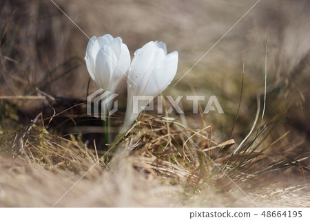 Spring flowers in grass Spring flowers in grass 48664195