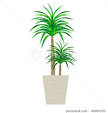 室內植物龍血樹 48664305