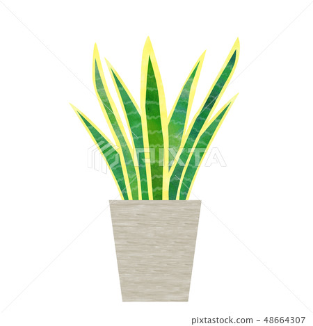 室內植物Sansuberia 48664307