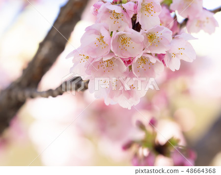 Sakura Up 48664368