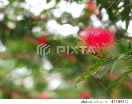 colourful fine red tropical flower in nature colourful fine red tropical flower in nature 48664562