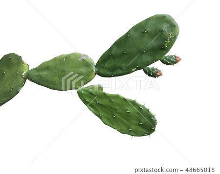 Cropped of cactus tree or succulent plant isolated 48665018