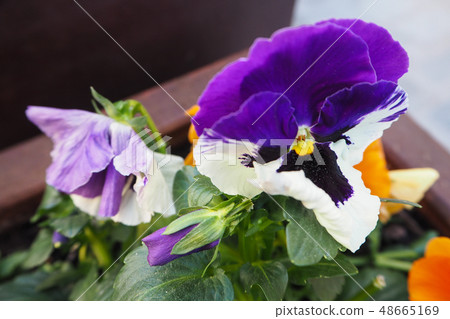 Closeup of white-violet pansies 48665169