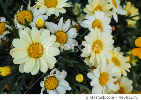 Closeup of Marguerite Daisies Closeup of Marguerite Daisies 48665170