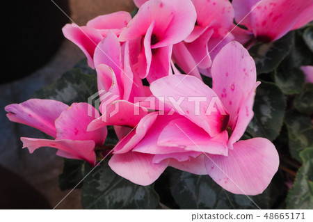 Closeup of pink Cyclamen Closeup of pink Cyclamen 48665171