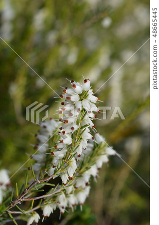 Darley Dale heath 48665445