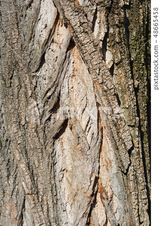 Lombardy poplar 48665458