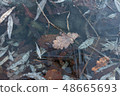 Fallen leaves, frozen in the ice of the reservoir, 48665693
