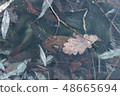 Fallen leaves, frozen in the ice of the reservoir, 48665694