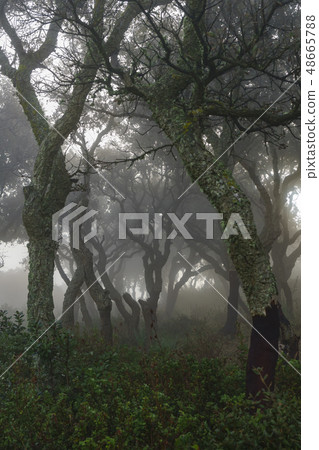 Glimmer of light in the wood. Glimmer of light in the wood. 48665788