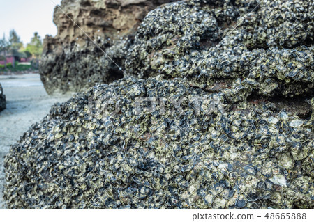 Oysters live in rocks at Tup Kaek beach Krabi. 48665888