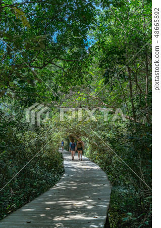 Forest walkway in Klong Song Nam Forest walkway in Klong Song Nam 48665892