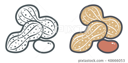 Flat vector icons of peanut 48666053