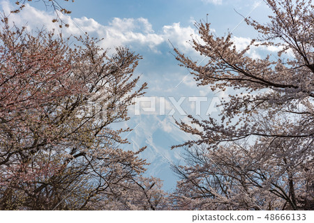 Oshino Hakkai Cherry blossoms Spring image Iyoshino coloring bright spring scene 48666133