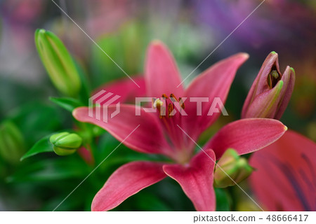 Flower pink lily, close-up, background Flower pink lily, close-up, background 48666417