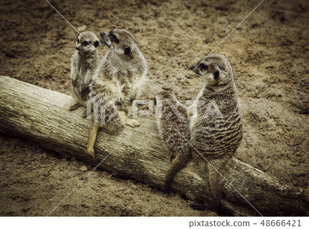 Meerkats in the nature 48666421