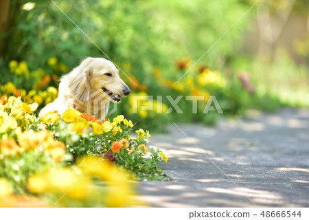 Walk with Dachshund Walk with Dachshund 48666544