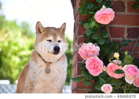 玫瑰和Shiba Inu 48666978