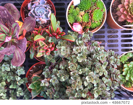 Succulents. Succulents. 48667072