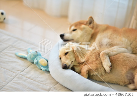 Shiba Inu and Dax 48667105