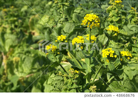 Chinese cabbage flowers Chinese cabbage flowers 48668676