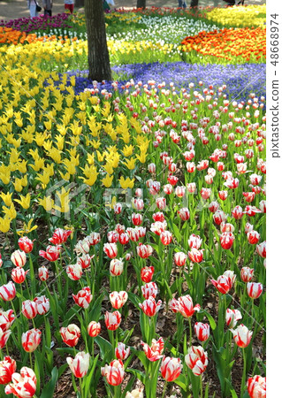 Tulip at Hitachi Beach Park 48668974