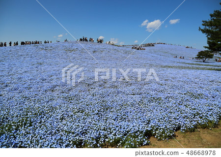 Hitachi Beach Resort Nemophila 48668978