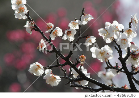 Smiling winter plum Smiling winter plum 48669196