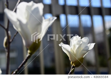 春天的花朵 春天的花朵 48669384