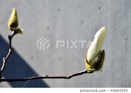 春天的花朵 春天的花朵 48669385